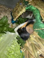Greater Guinea Pig Rodents for sale in 30440 N Park Dr, New Baltimore, MI 48047, USA. price: NA