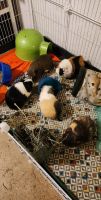 Greater Guinea Pig Rodents for sale in Sparland, IL 61565, USA. price: NA