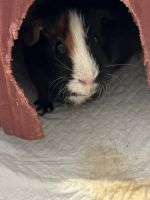 Greater Guinea Pig Rodents for sale in Etna, OH 43147, USA. price: NA