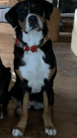 Greater Swiss Mountain Dog Puppies for sale in Hudson Valley, NY, USA. price: NA