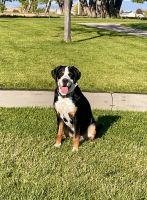 Greater Swiss Mountain Dog Puppies for sale in Mead, CO, USA. price: NA