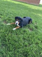 Greater Swiss Mountain Dog Puppies for sale in Marietta, PA 17547, USA. price: $500