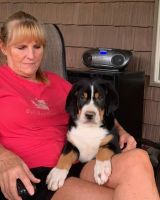 Greater Swiss Mountain Dog Puppies for sale in Philpot, KY 42366, USA. price: $2,500
