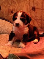 Greater Swiss Mountain Dog Puppies Photos