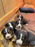 Greater Swiss Mountain Dog Puppies Photos