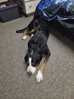 Greater Swiss Mountain Dog Puppies for sale in Algona, Iowa. price: $100