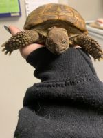 Greek Tortoise Reptiles for sale in College Station, Texas. price: $500