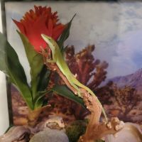 Green Anole Reptiles for sale in Lancaster, PA, USA. price: NA
