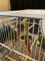 Green Cheek Conure Birds for sale in Gilbert, AZ, USA. price: NA