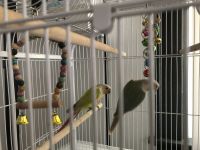 Green Cheek Conure Birds for sale in Mt Vernon, KY, USA. price: NA