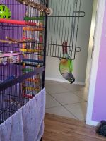 Green Cheek Conure Birds for sale in 1214 E Elm Rd, San Tan Valley, AZ 85140, USA. price: NA
