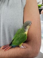 Green Cheek Conure Birds for sale in Arlington, TX, USA. price: NA