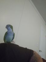 Green Cheek Conure Birds for sale in Gilmer, TX, USA. price: NA