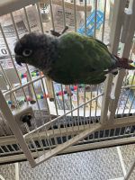 Green Cheek Conure Birds for sale in Tomball, TX, USA. price: NA