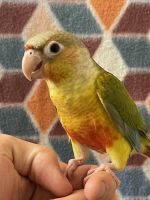 Green Cheek Conure Birds for sale in Irving, TX, USA. price: NA