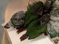 Green Cheek Conure Birds for sale in Houston, TX 77014, USA. price: NA