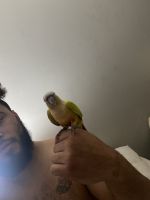 Green Cheek Conure Birds for sale in Columbus, OH 43205, USA. price: NA