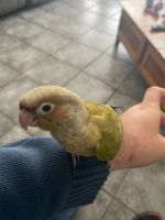 Green Cheek Conure Birds for sale in Houston, TX, USA. price: NA