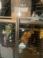 Green Cheek Conure Birds for sale in Lynnfield, MA, USA. price: NA