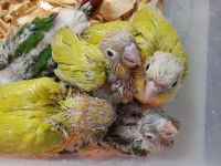 Green Cheek Conure Birds for sale in Newport, TN 37821, USA. price: NA