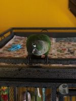 Green Cheek Conure Birds for sale in Brandon, FL, USA. price: NA
