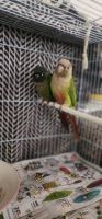 Green Cheek Conure Birds for sale in Waterloo, IA, USA. price: $600
