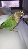 Green Cheek Conure Birds for sale in St Michaels, MD 21663, USA. price: NA