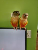Green Cheek Conure Birds for sale in St Paul, MN 55124, USA. price: $100,000