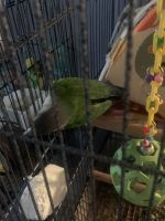 Green Cheek Conure Birds for sale in Madisonville, KY 42431, USA. price: $800