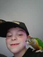 Green Cheek Conure Birds for sale in 3200 Township Line Rd, Drexel Hill, PA 19026, USA. price: $500