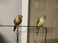 Green Cheek Conure Birds for sale in Aloma, FL 32792, USA. price: $500