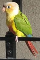 Green Cheek Conure Birds for sale in Austin, TX, USA. price: $500