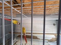 Green Cheek Conure Birds for sale in Rosemead Blvd, Rosemead, CA, USA. price: $380