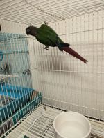 Green Cheek Conure Birds for sale in Glendale, Arizona. price: $150