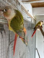 Green Cheek Conure Birds for sale in Naples, Florida. price: $450