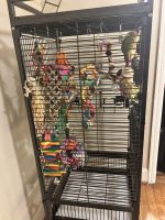 Green Cheek Conure Birds for sale in Birmingham, Alabama. price: $200