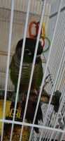 Green Cheek Conure Birds for sale in Waterloo, IA, USA. price: $500