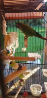 Green Cheek Conure Birds for sale in Brendale, Queensland. price: $70