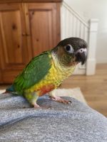 Green Cheek Conure Birds for sale in Terre Hill, PA 17519, USA. price: $550