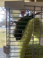 Green-cheeked Parakeet Birds for sale in North Wales, PA 19454, USA. price: NA