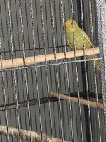 Green-cheeked Parakeet Birds for sale in Cincinnati, Ohio, EE. UU.. price: NA