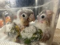 Green-cheeked Parakeet Birds for sale in Troy, PA 16947, USA. price: NA