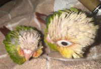 Green-cheeked Parakeet Birds Photos