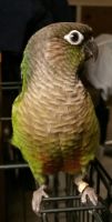 Green-cheeked Parakeet Birds Photos