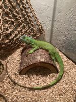 Green Iguana Reptiles for sale in Tucson, AZ, USA. price: NA