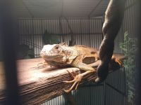 Green Iguana Reptiles for sale in Roswell, NM, USA. price: NA