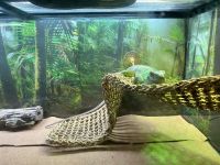Green Iguana Reptiles for sale in 24672 Gilmore St, West Hills, CA 91307, USA. price: NA