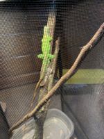 Green Iguana Reptiles for sale in Cleveland, TN, USA. price: NA