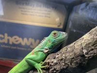 Green Iguana Reptiles Photos