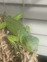 Green Iguana Reptiles Photos